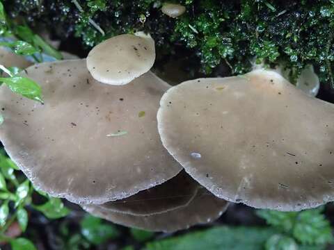 Слика од Pleurotus purpureo-olivaceus (G. Stev.) Segedin, P. K. Buchanan & J. P. Wilkie 1995