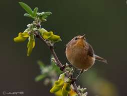 Image of Canary Islands Chiffchaff