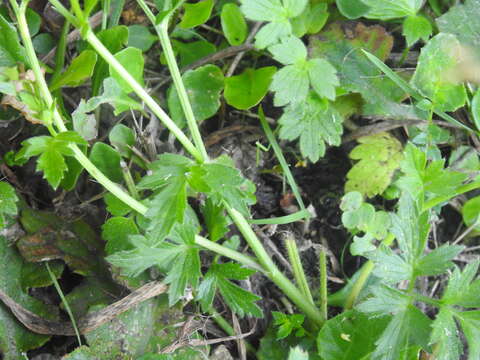 Image of Common buttercup