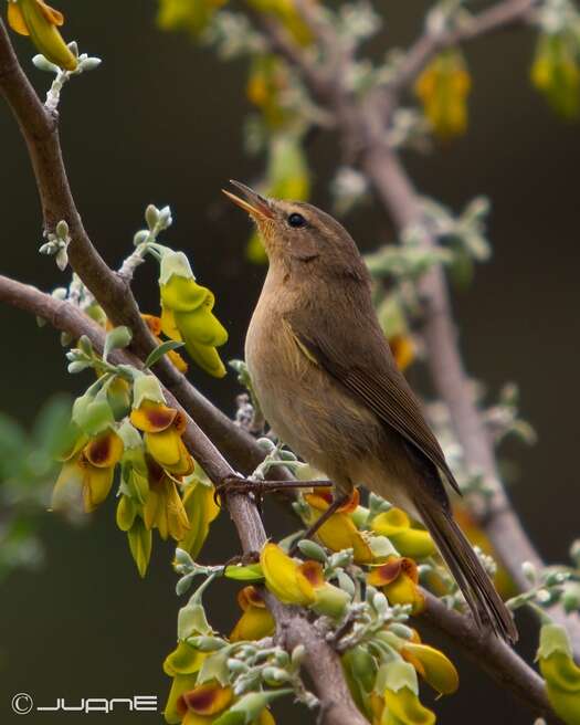 Слика од Phylloscopus canariensis (Hartwig 1886)