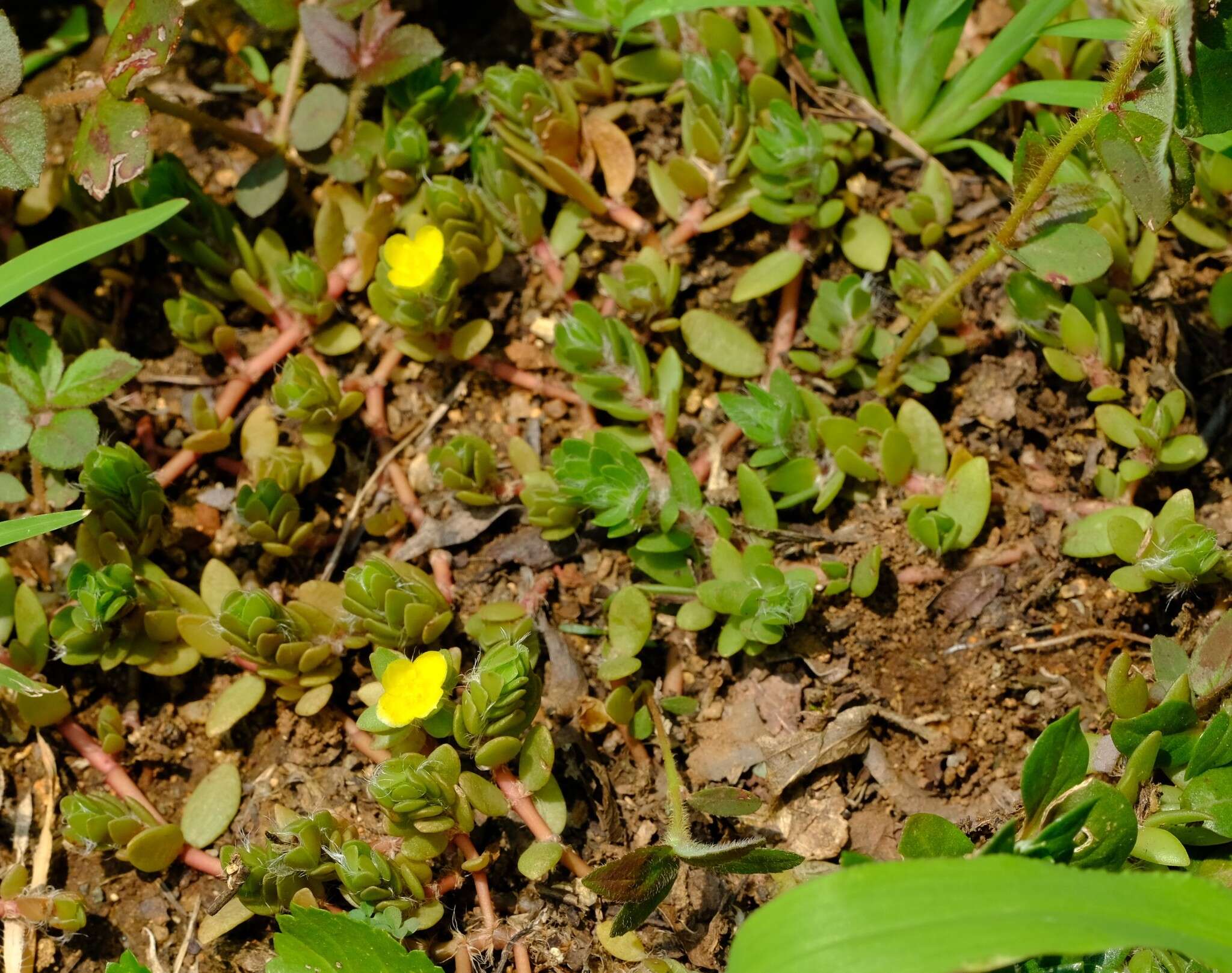 Sivun Portulaca quadrifida L. kuva