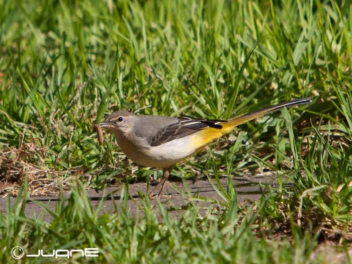 Image of Grey Wagtail