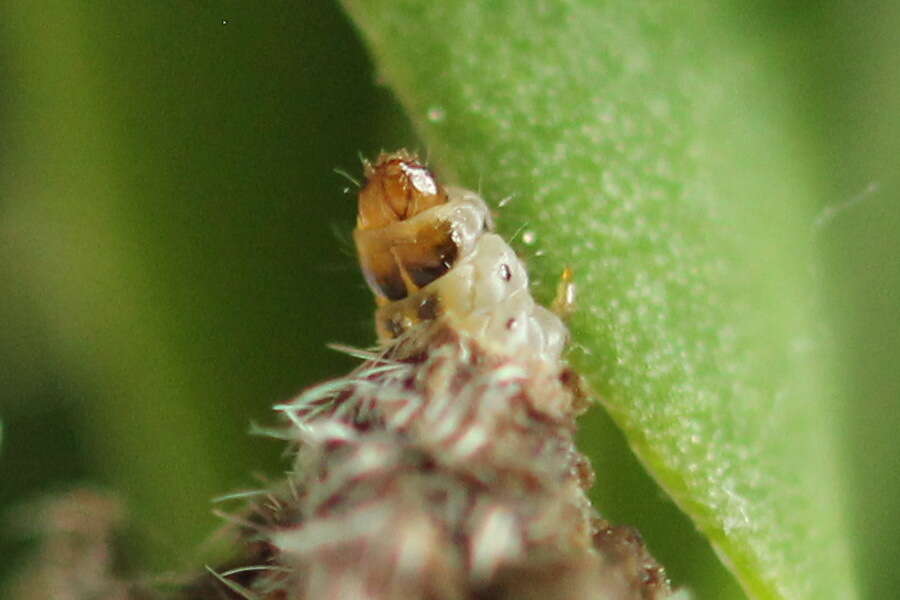 Imagem de Coleophora saturatella Stainton 1850