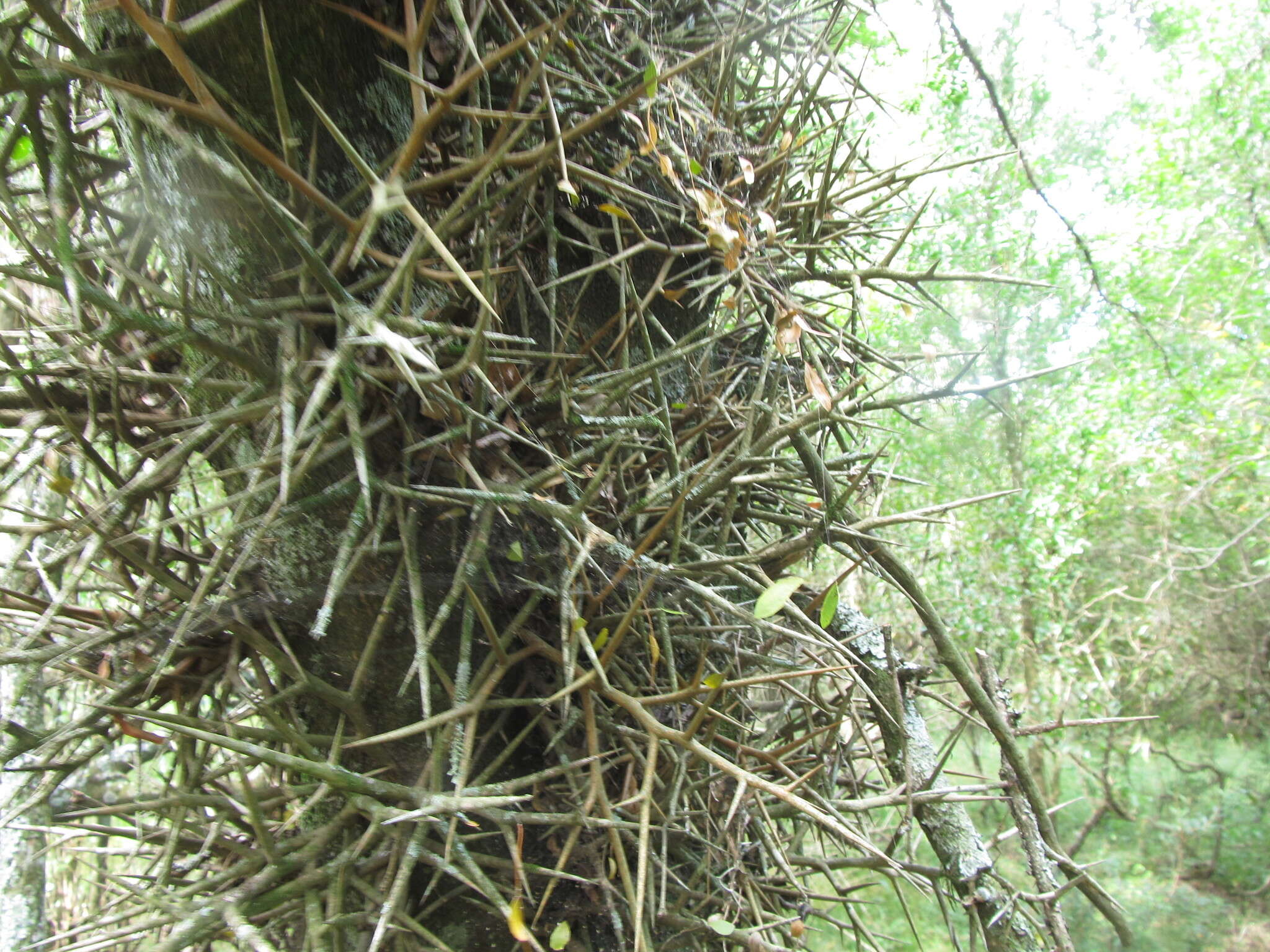 Image of Gleditsia amorphoides (Griseb.) Taub.