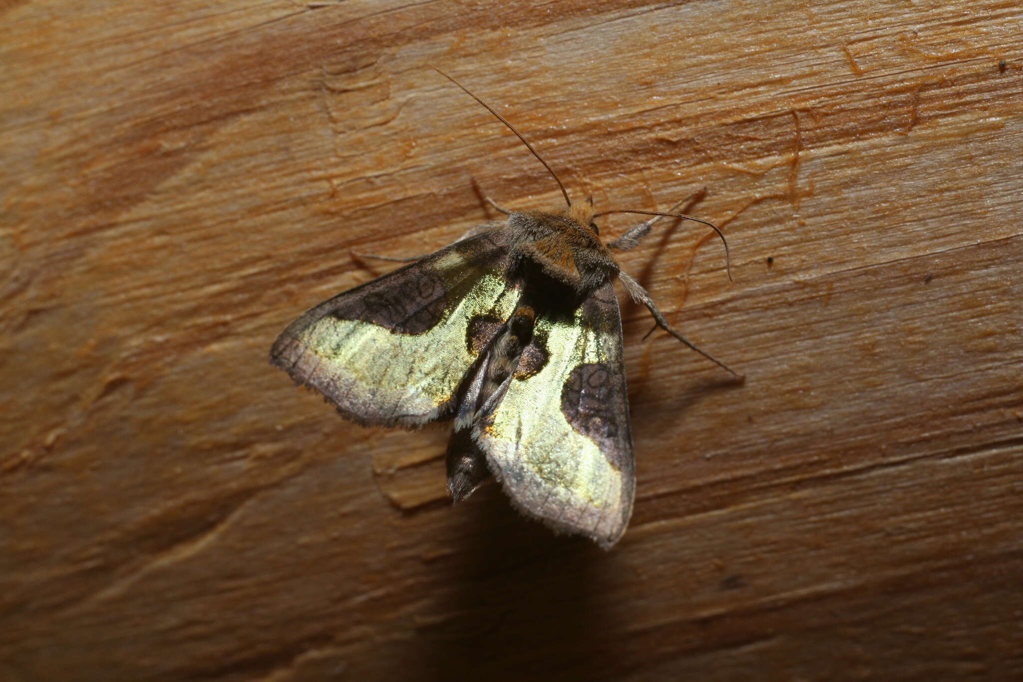 Image of Diachrysia stenochrysis Warren 1913