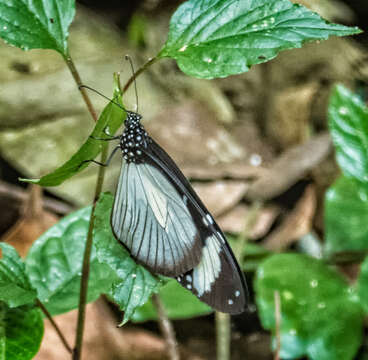 Image of Amauris niavius Linnaeus 1758