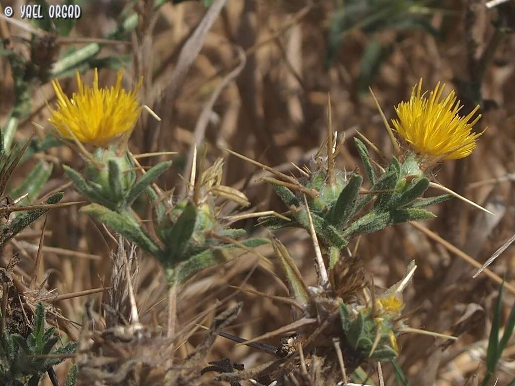 Image of Centaurea procurrens Sieb. ex Spreng.