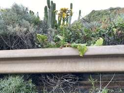 Image of Sonchus bornmuelleri Pitard