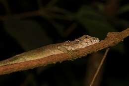 Pseudocalotes kakhienensis (Anderson 1879) resmi