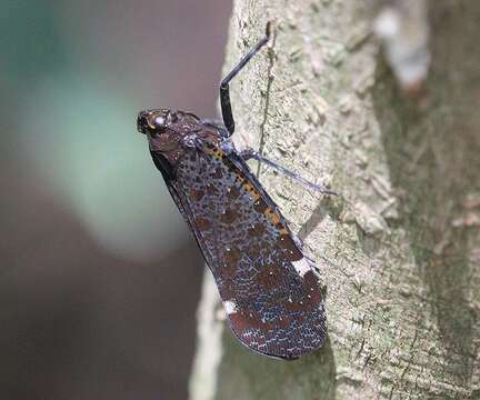 صورة Penthicodes (Ereosoma) variegata Guérin-Méneville 1829