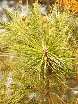 Image of Gregg's pine