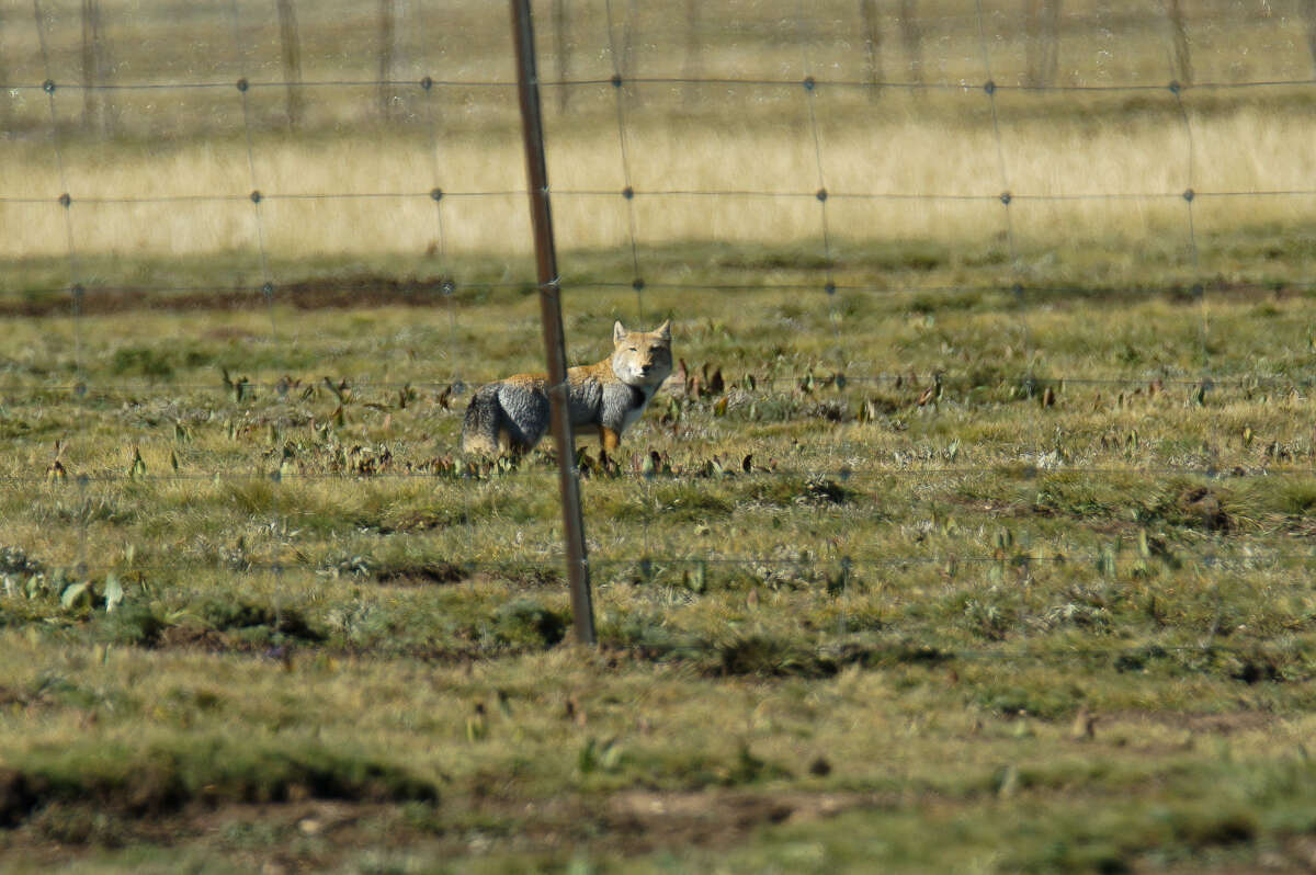 Image of Tibetan Fox