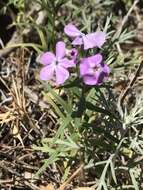 Sivun Phlox pilosa subsp. longipilosa (Waterf.) Locklear kuva