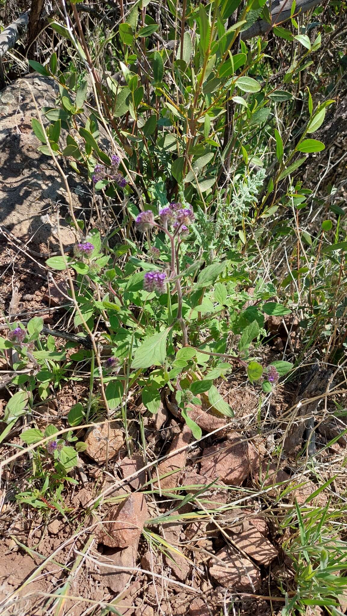 Image of Phacelia brachyantha Benth.