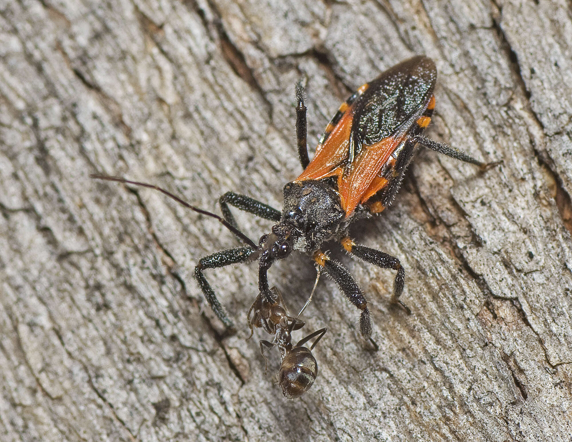 Catasphactes pyrrhopterus Stål 1866 resmi