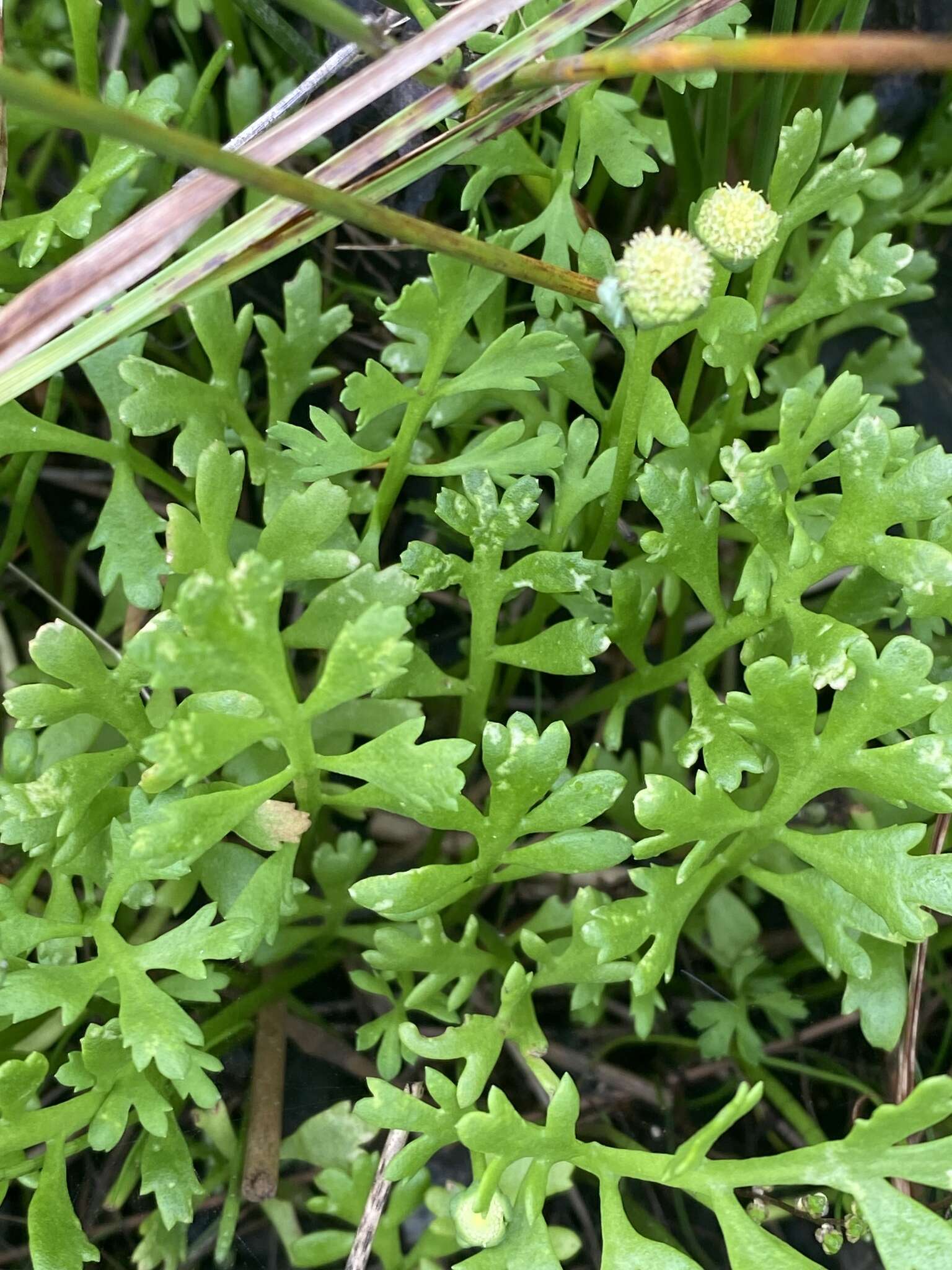 Image of Leptinella longipes Hook. fil.