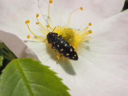 Image of Acmaeodera degener (Scopoli 1763)