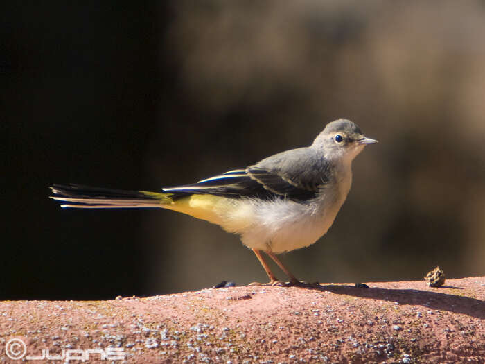 Image of Grey Wagtail