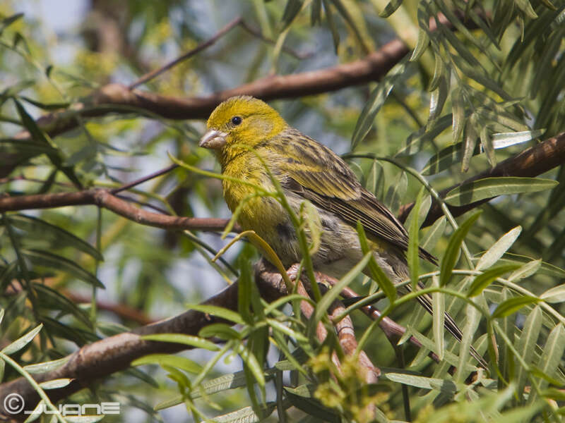 Image of Atlantic Canary