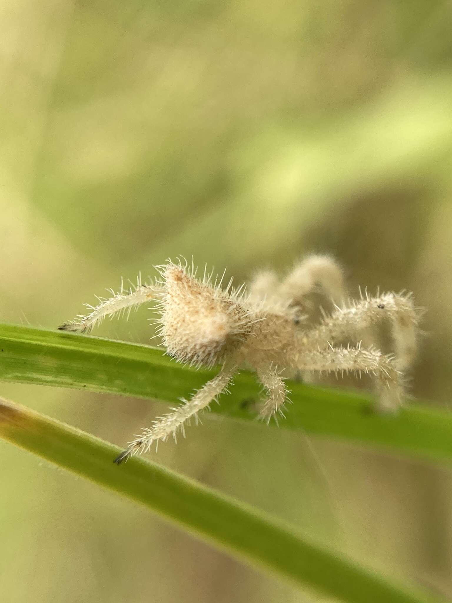 Sivun Sidymella hirsuta (L. Koch 1874) kuva