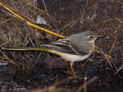 Image of Grey Wagtail