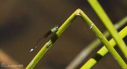 Image of Senegal bluetail