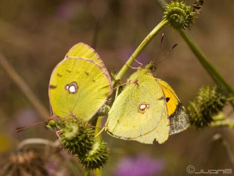 Image of clouded yellow