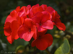 Imagem de Pelargonium hortorum Bailey