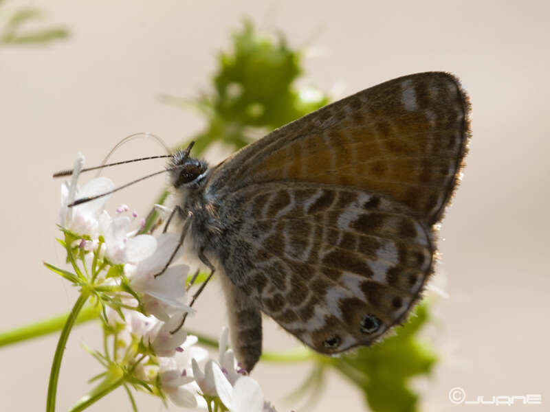 Image of Leptotes webbianus