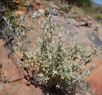 Imagem de Stachys rugosa Aiton