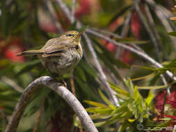 Слика од Phylloscopus canariensis (Hartwig 1886)