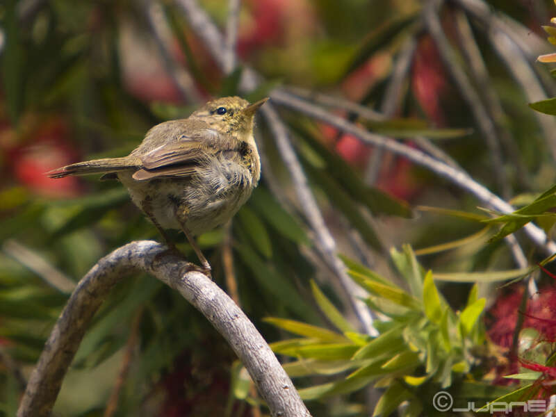 Слика од Phylloscopus canariensis (Hartwig 1886)