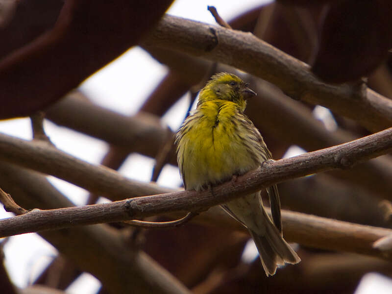 Image of serin, european serin