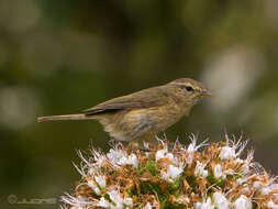 Слика од Phylloscopus canariensis (Hartwig 1886)