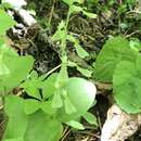 Image de Neottia convallarioides (Sw.) Rich.