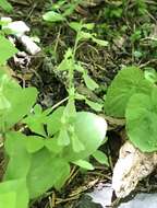 Image of Broadlipped twayblade