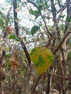 Image of Jatropha gaumeri Greenm.