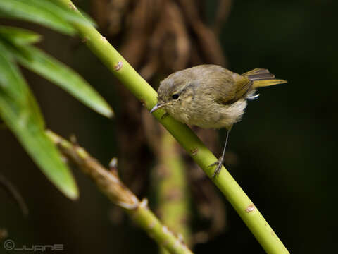 Слика од Phylloscopus canariensis (Hartwig 1886)