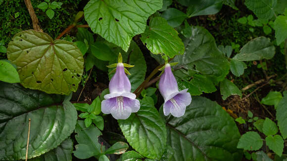 Sinningia eumorpha H. E. Moore resmi