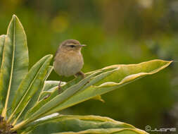 Image of Canary Islands Chiffchaff