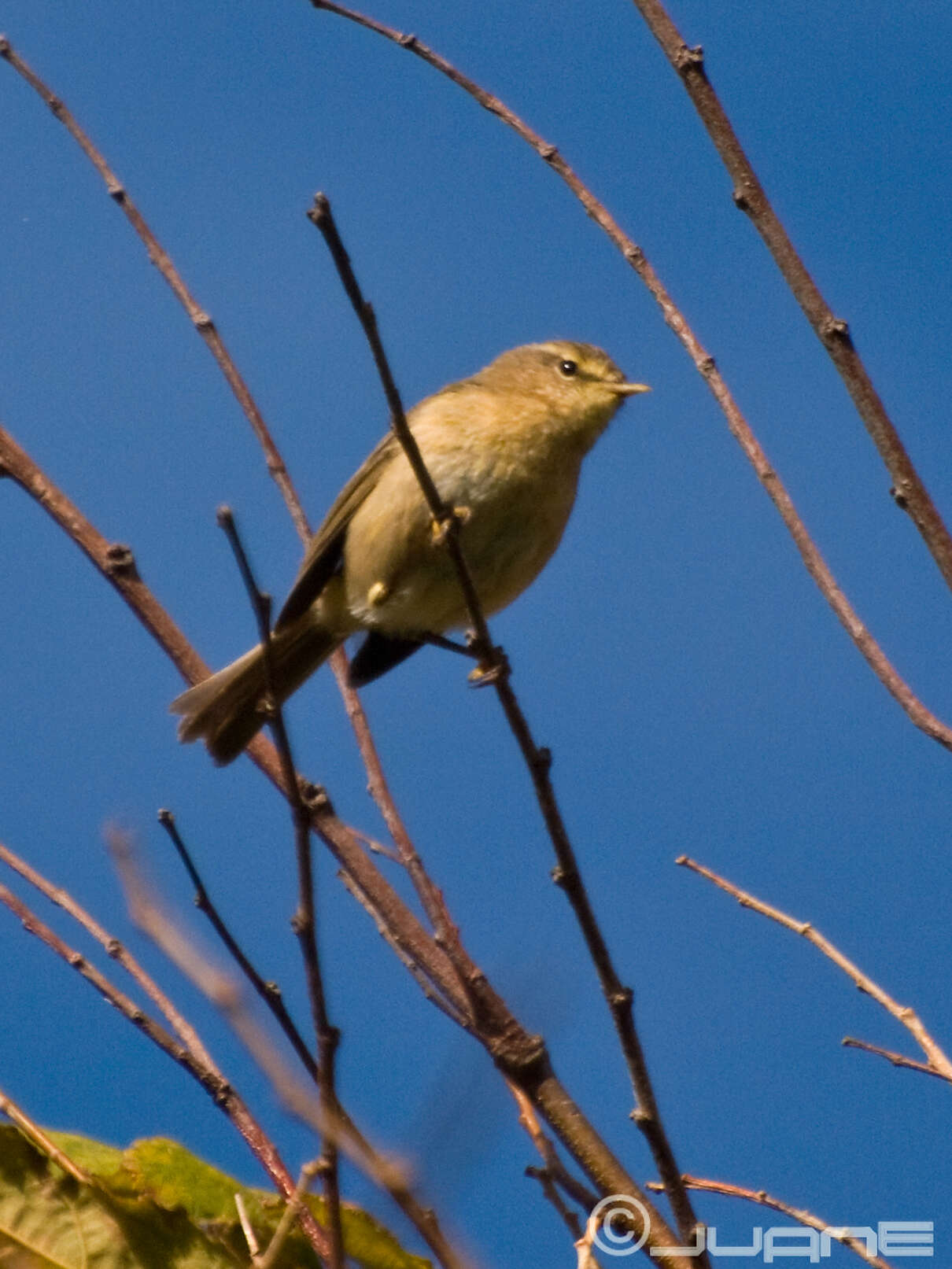 Слика од Phylloscopus canariensis (Hartwig 1886)