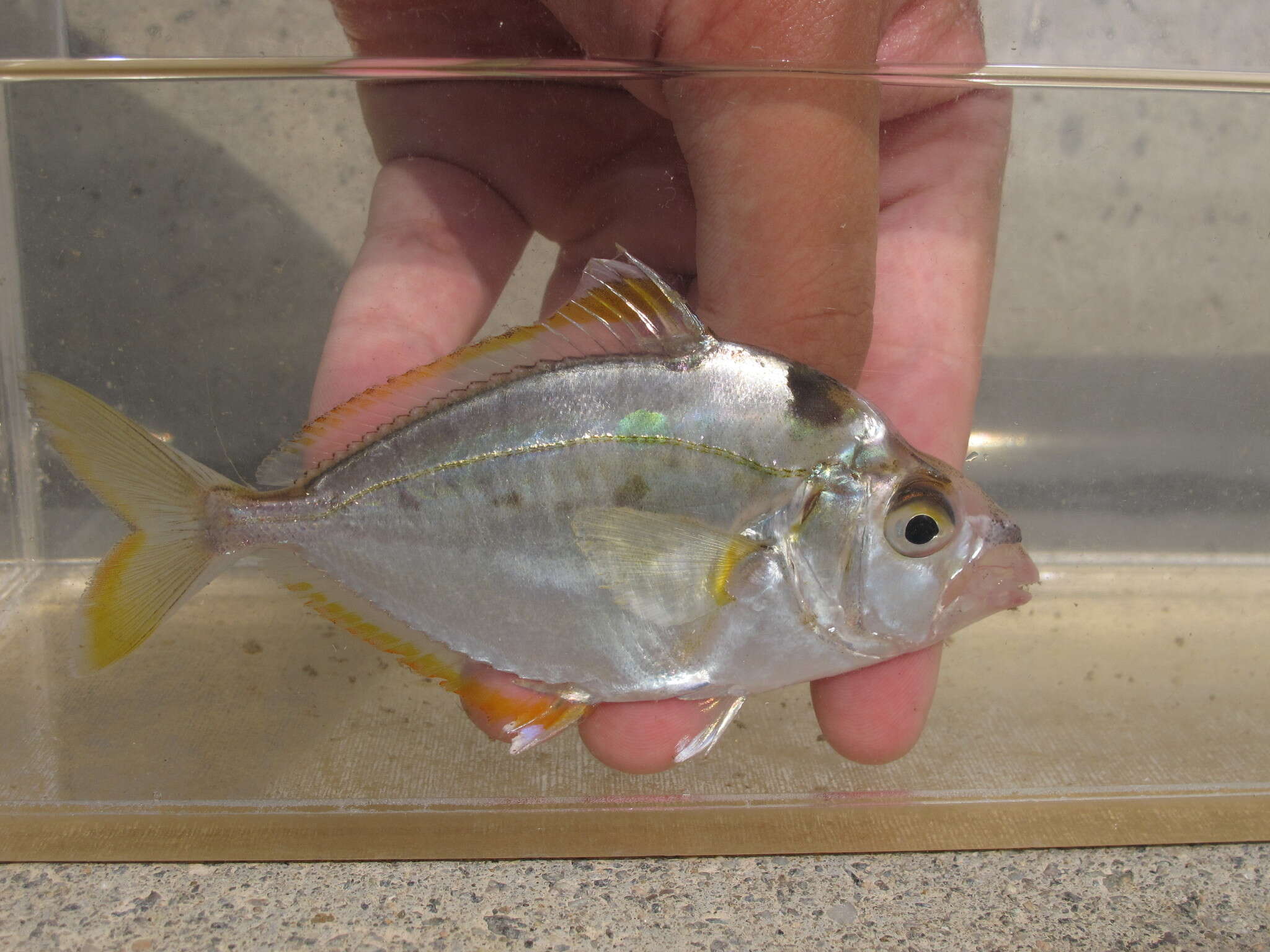 Image of Black-neck pony-fish