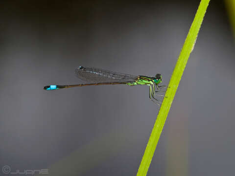 Image of Senegal bluetail