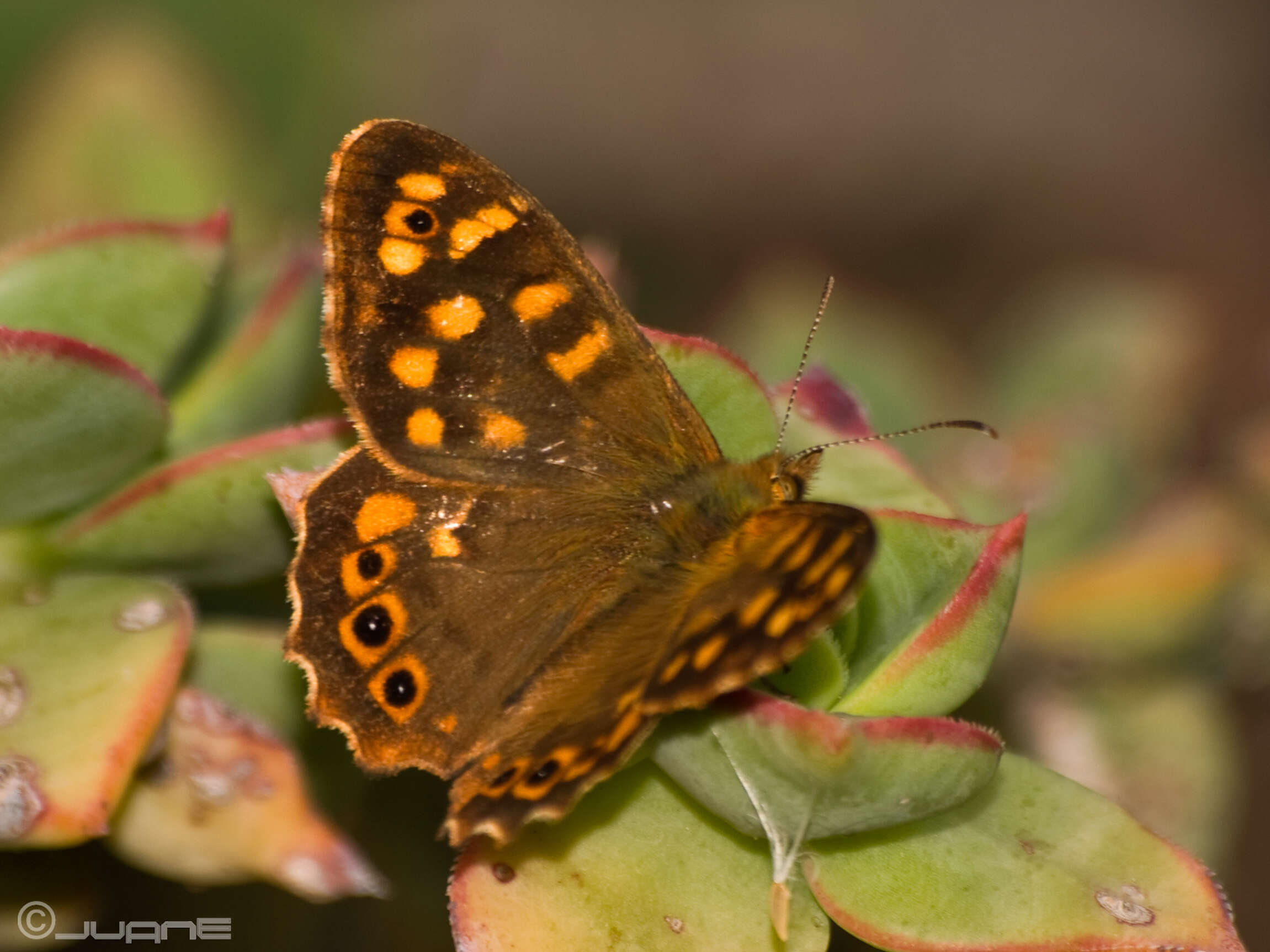 Image of Pararge xiphioides