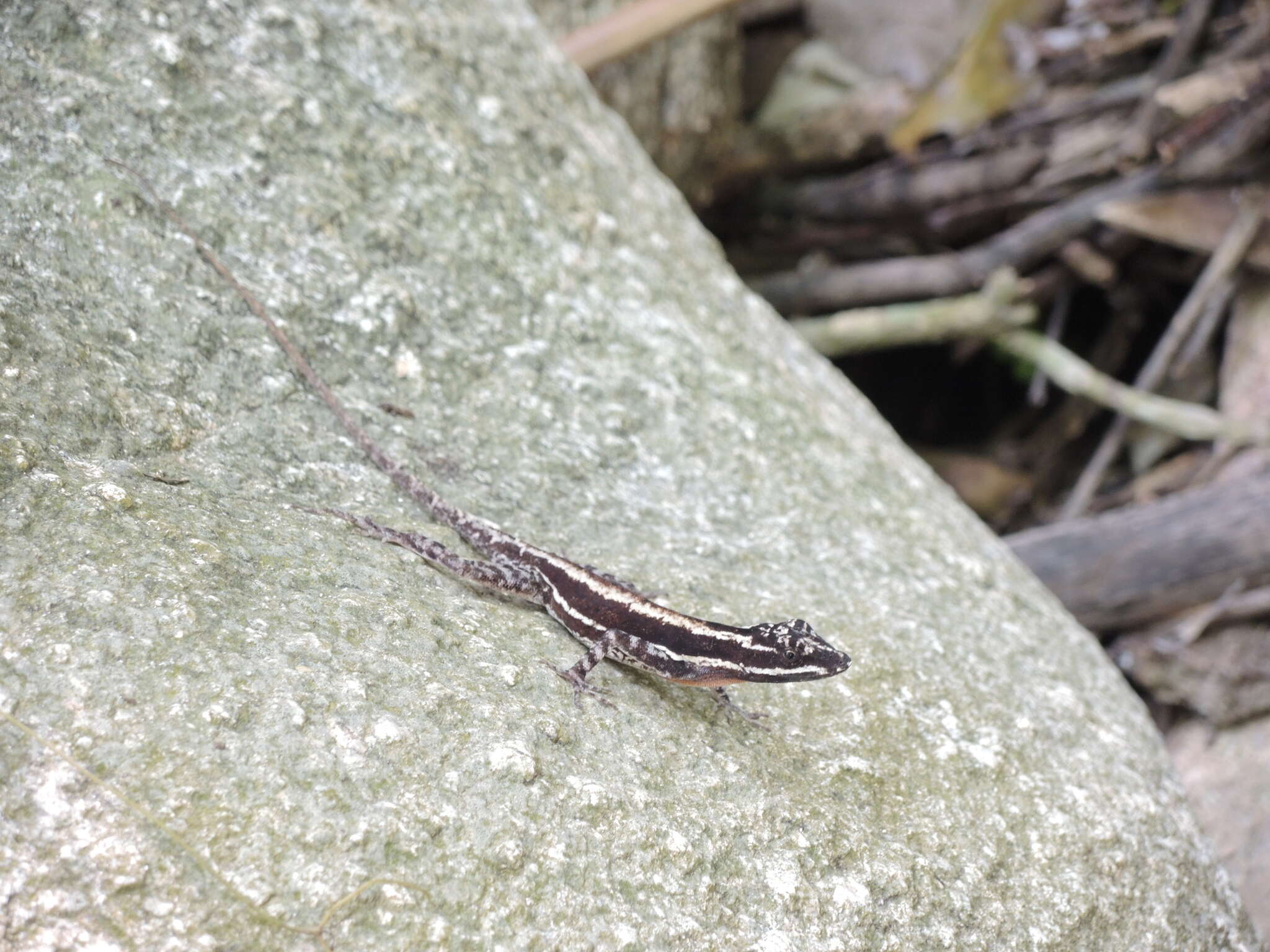 Image of Taylor's Anole