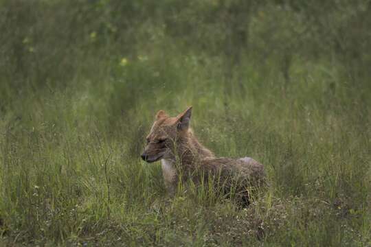 Image of Indian jackal