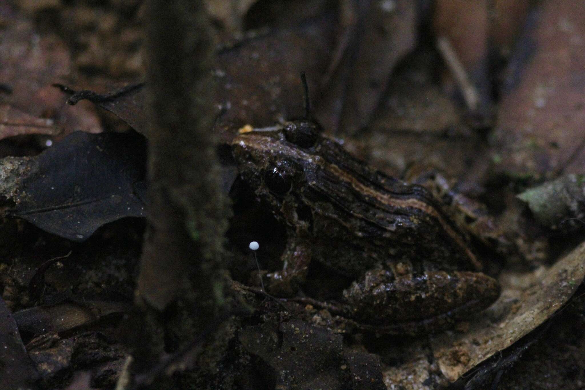 Image of Kirtisinghe's frog