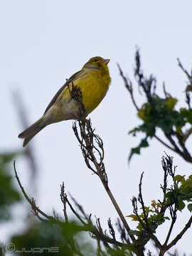 Image of Atlantic Canary