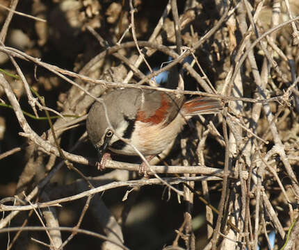 Image of Red-shouldered Vanga