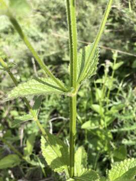 Слика од Stachys rigida subsp. quercetorum (A. Heller) Epling